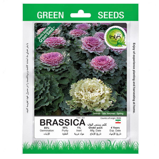 بذر کلم تزئینی الوان گیلدا کد 810