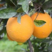 پرتقال تامسون شمال
