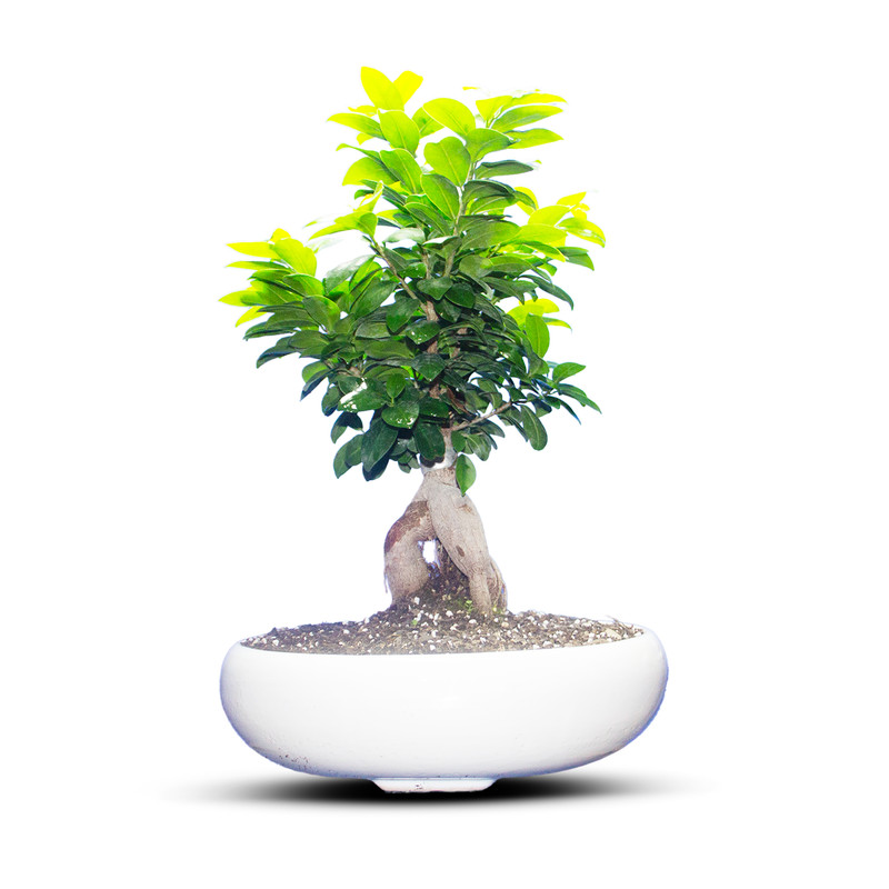 گیاه طبیعی بونسای جنسینگ کد 02