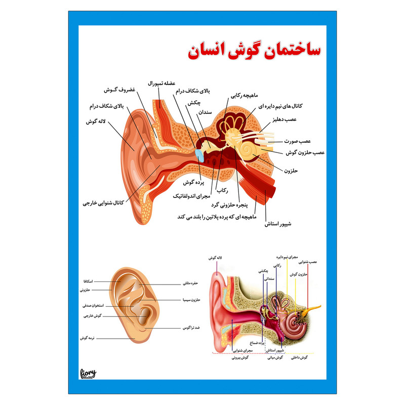 پوستر آموزشی مستر راد مدل ساختمان گوش انسان کد fiory 2329