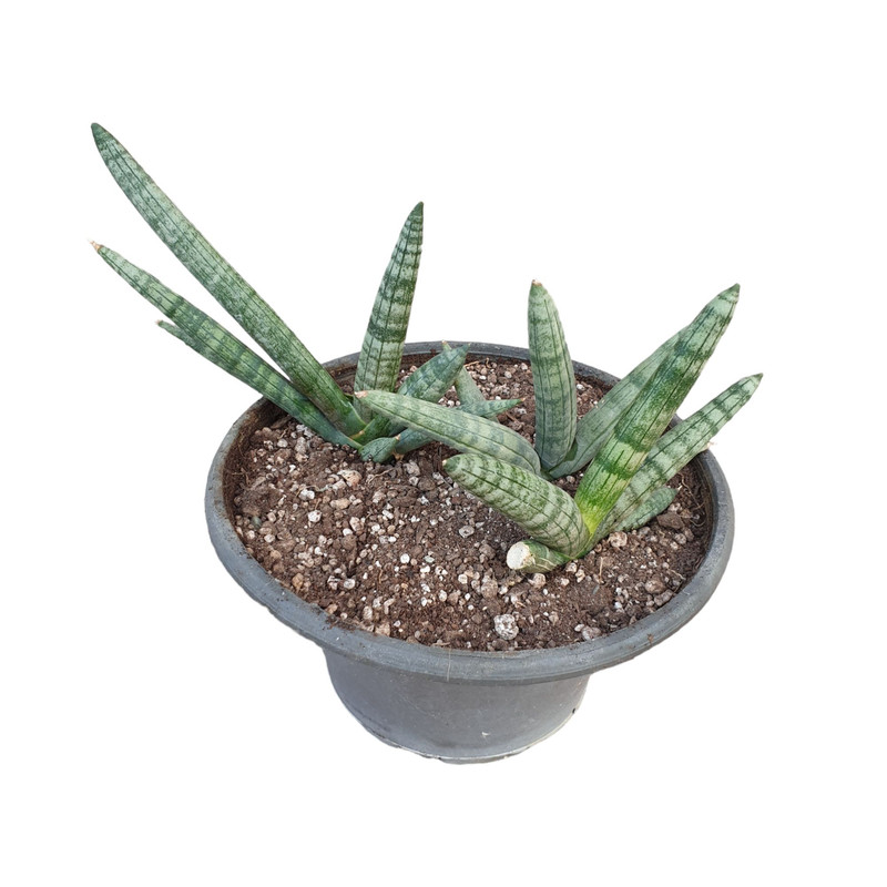 گیاه طبیعی سانسوریا مدل بادبزنی کد 27