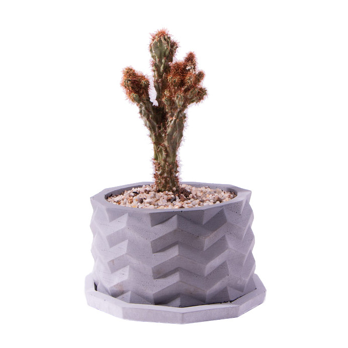 گیاه طبیعی کاکتوس کلکسیونی سرئوس صخره ای مدل K-07