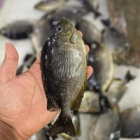 ماهی صافی کوچک ، تازه و صید روز، سایز 3-5 عدد 1 کیلو پاک نشده