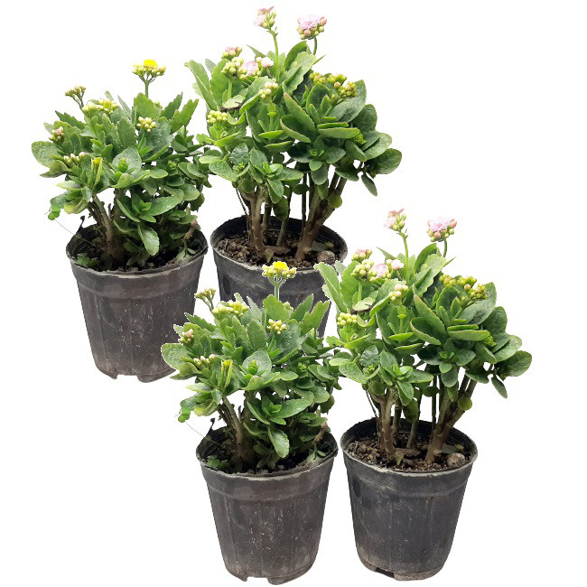 گیاه طبیعی کالانکوآ مدل PB مجموعه 4 عددی