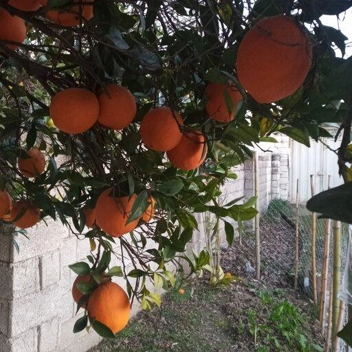 پرتقال تامسون شیرین شمال درجه یک و اعلا تضمینی درشت4