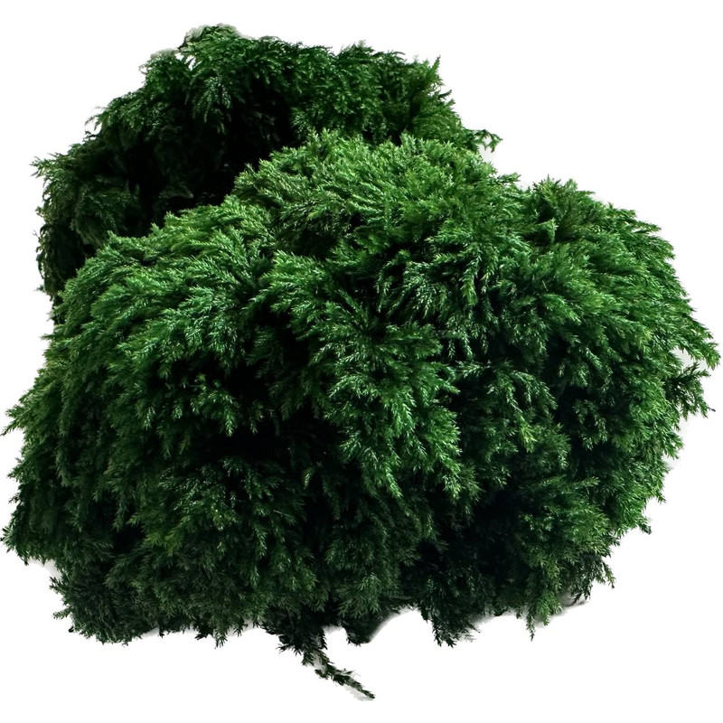 دیوارپوش مدل خزه تثبیت شده نخل