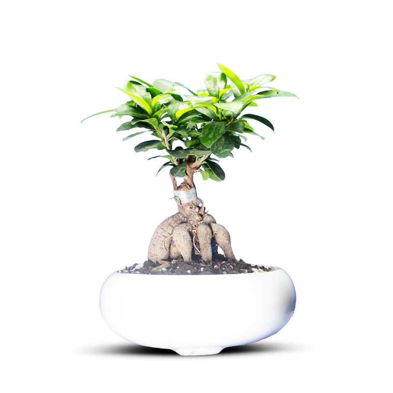 خرید و قیمت گیاه طبیعی بونسای جنسینگ کد 01