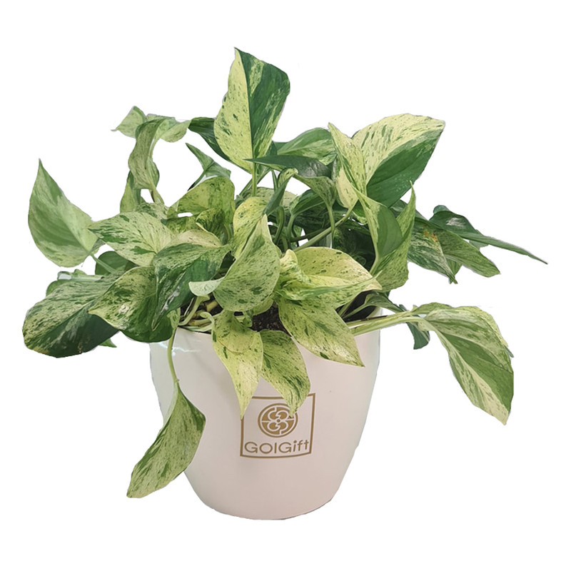 خرید و قیمت گیاه طبیعی پوتوس مرمری گل گیفت کد GP012