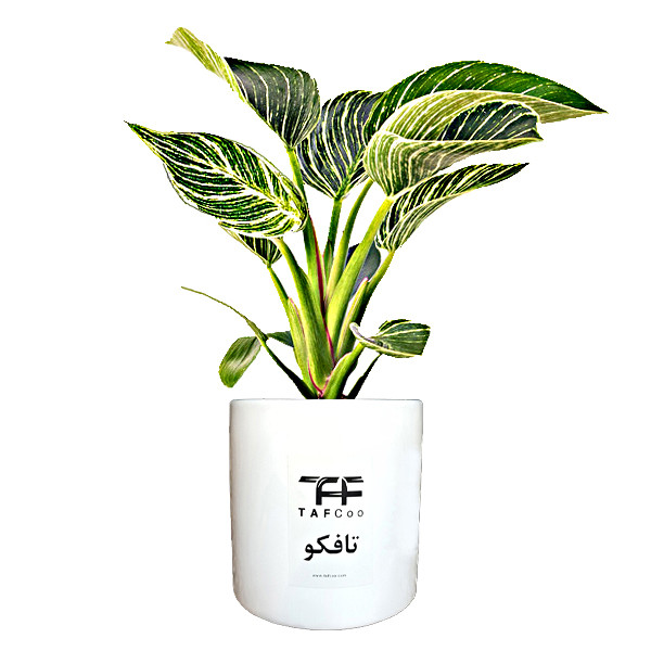 گل طبیعی فیلودندرون برکین تافکو مدل s1