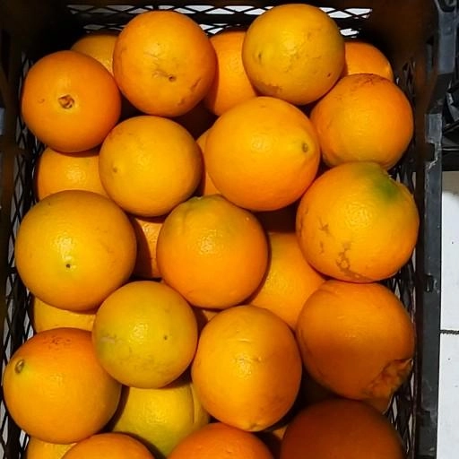 پرتقال تامسون شمال ده کیلویی بارفروش 00