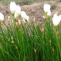 پیاز ریزوم گل سوسن باران سفید سایز کوچک
