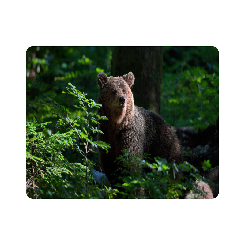 ماوس پد طرح خرس و جنگل مدل T8066