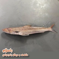 ماهی حسون یا کریشو تازه و صید روز ( 1 کیلو گرم ) 