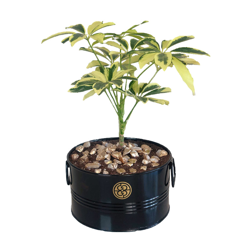 خرید و قیمت گیاه طبیعی شفلرا ابلق گل گیفت کد GP006