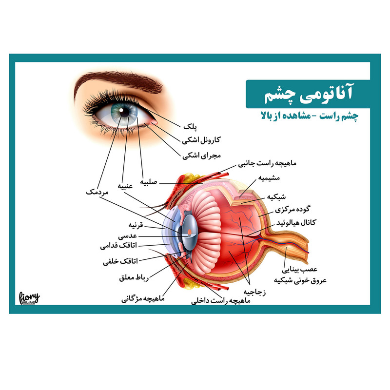 پوستر آموزشی مستر راد مدل آناتومی چشم کد fiory 2510