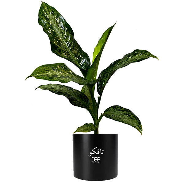 گیاه طبیعی دیفن باخیا تافکو مدل ماکولاتا کد 2x