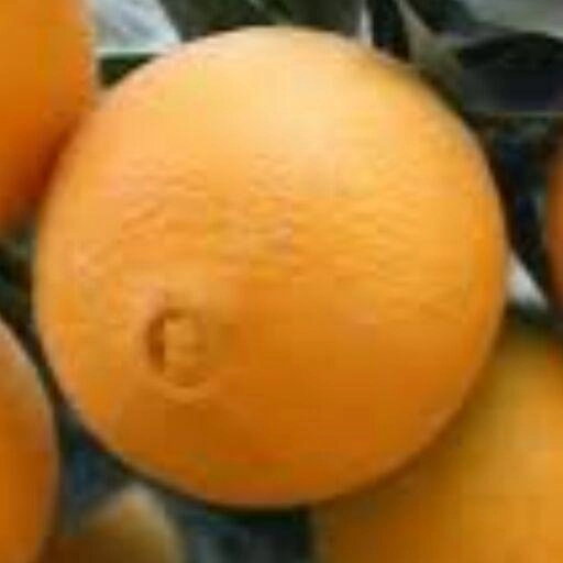پرتقال تامسون شمال 00