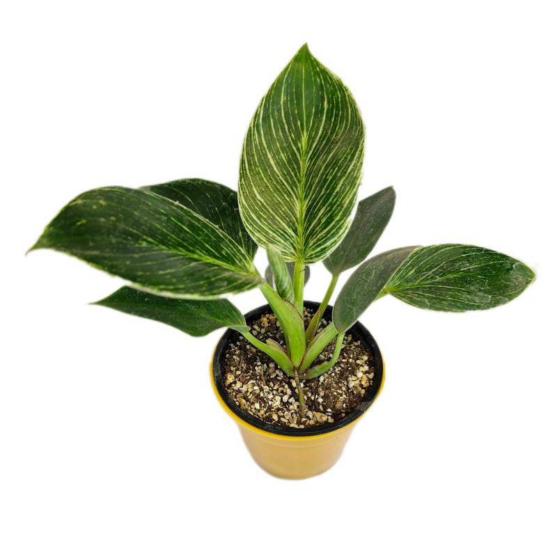 گیاه طبیعی فیلودندرون برکین کد 08