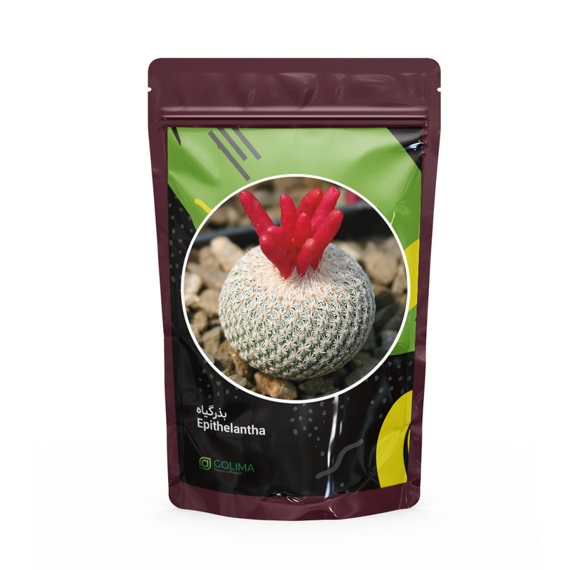 بذر کاکتوس گلیما مدل اپیتالانتا