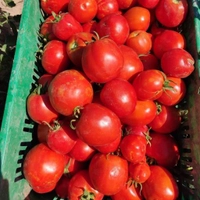 گوجه فرنگی ارگانیک مناسب برای رب گیری خانگی مستقیم از مزرعه آبیاری با آب چشمه
