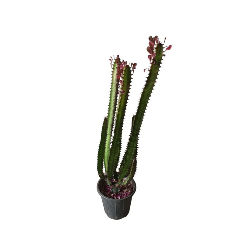 گیاه طبیعی افوربیا کد 25