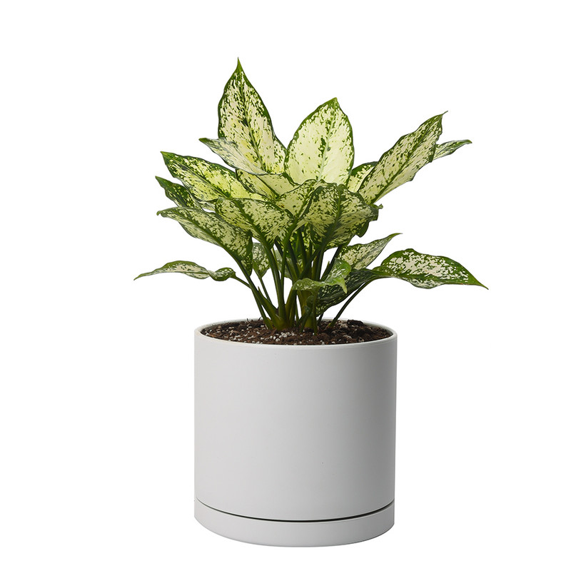 گیاه طبیعی آگلونما کد 10312/2202