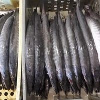 ماهی کوترسیاه متوسط(شیرنیزه ای)