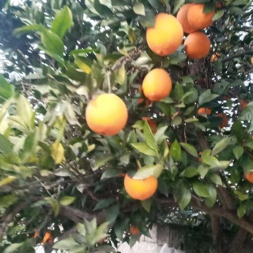 پرتقال تامسون شیرین شمال درجه یک و اعلا تضمینی درشت 22