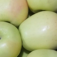 سیب زرد، (دادلی آذربایجان) 
