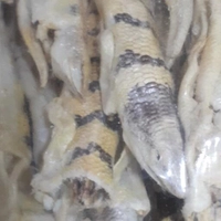 پودر ماهی سمنقور صد گرم اعلا آسیاب با فیلم خالص با کیفیت 