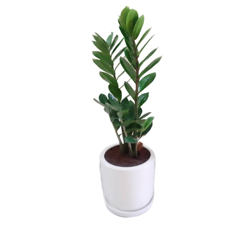 گیاه طبیعی زاموفیلیا سبز مدل هلندی