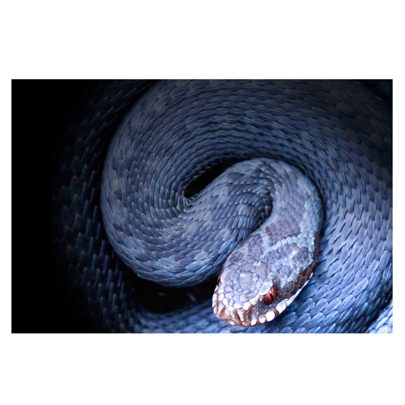 تابلو شاسی طرح مار کد 0103