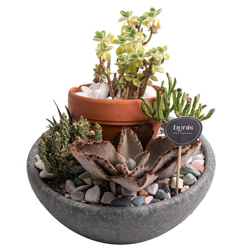 خرید و قیمت گیاه طبیعی کاکتوس بنیس فلاور مدل P-33 مجموعه 4 عددی